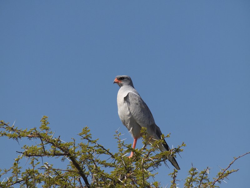 Etosha National Park, Goshawk
